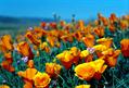 golden poppy,california sunlight,cup of gold,golden cup